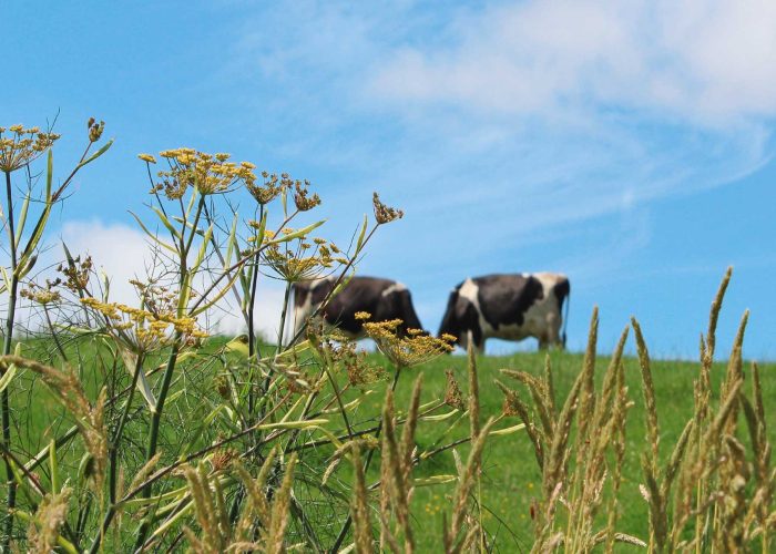 weisses-lamm-umgebung-freizeit1